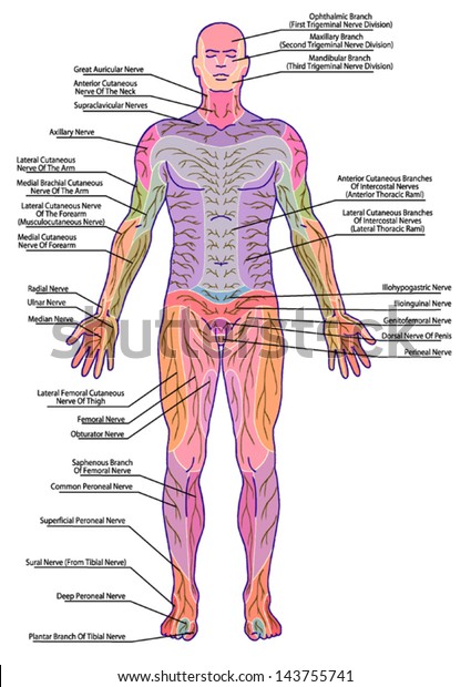 drawing,\
medical, didactic board of anatomy of human pattern of peripheral\
sensory innervation system, the diagram shows of the area affected\
by a radicular nerve lesion, after\
Mumenthaler