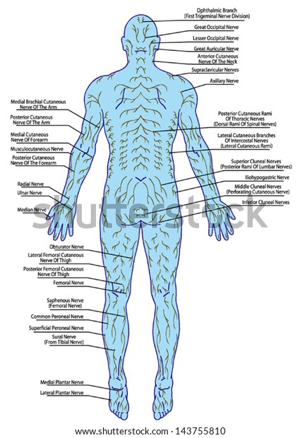 Drawing Medical Didactic Board Anatomy Human Stock Vector (Royalty Free ...