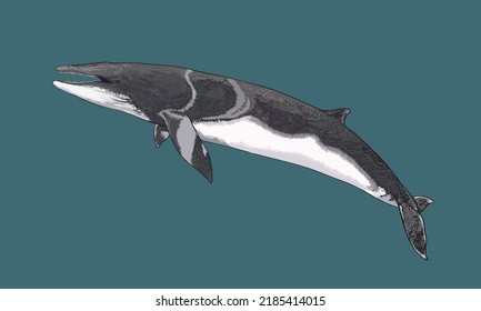 Drawing minke whale, cetacean, art.illustration, vector