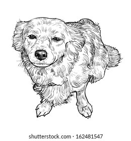 Drawing of mix breeding pomeranian and shihtzu