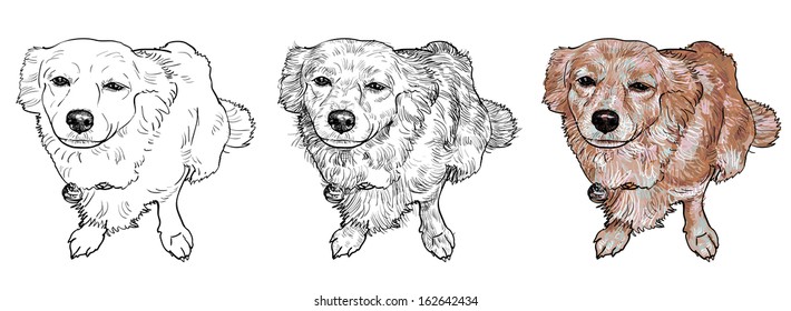 Drawing of mix breeding pomeranian and shihtzu