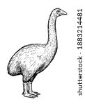 Drawing of Moa bird - hand sketch of extinct species