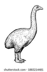 Drawing of Moa bird - hand sketch of extinct species
