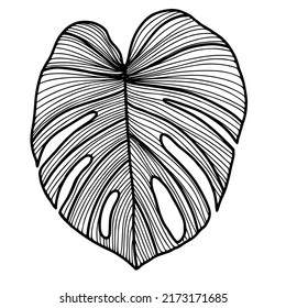Drawing a monstera leaf. Black and white line art. Place it on a white background. Vector illustration.