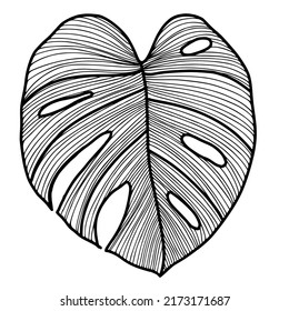 Drawing a monstera leaf. Black and white line art. Place it on a white background. Vector illustration.