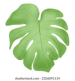 Drawing a monstera leaf . Place it on a white background. Vector illustration.