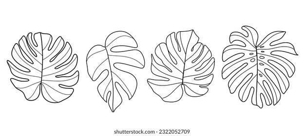 Drawing a monstera leaf set. Black and white line art. Place it on a white background. Vector illustration.