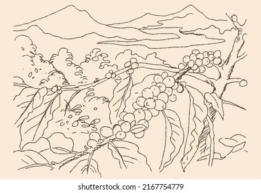 drawing a mountain coffee garden for packaging design. arabica coffee product illustration. coffee poster design. coffee vector for graphic design.