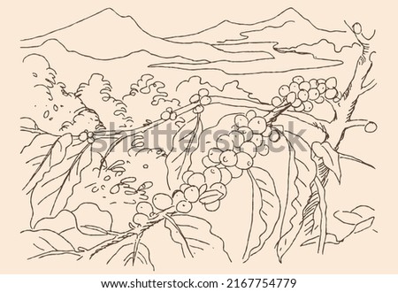 drawing a mountain coffee garden for packaging design. arabica coffee product illustration. coffee poster design. coffee vector for graphic design.