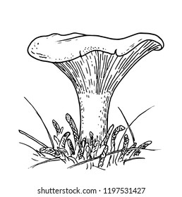 Drawing of mushroom - hand sketch of golden chanterelle, black and white illustration