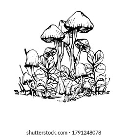 Drawing with a mushroom. Handmade graphics. Edible mushrooms and toadstools. Healthy food illustration. Autumn forest coloring pages for children and adults. for recipe, menu, label, coloring