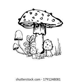 Drawing with a mushroom. Handmade graphics. Edible mushrooms and toadstools. Healthy food illustration. Autumn forest coloring pages for children and adults. for recipe, menu, label, coloring