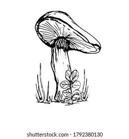 Drawing with a mushroom. Handmade graphics. Edible mushrooms and toadstools. Healthy food illustration. Autumn forest coloring pages for children and adults. for recipe, menu, label, coloring