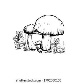 Drawing with a mushroom. Handmade graphics. Edible mushrooms and toadstools. Healthy food illustration. Autumn forest coloring pages for children and adults. for recipe, menu, label, coloring