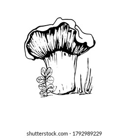 Drawing with a mushroom. Handmade graphics. Edible mushrooms and toadstools. Healthy food illustration. Autumn forest coloring pages for children and adults. for recipe, menu, label, coloring