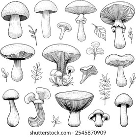 drawing of mushrooms with a black and white. Detailed line art illustration of various mushroom species with botanical elements.