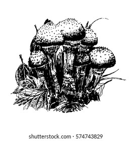drawing mushrooms  in the forest sketch graphics hand drawn ink vector illustration