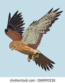 drawing nankeen kestrel, rarebirds collection, art.illustration, vector