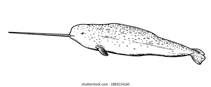 Drawing of narwhal - hand sketch of water mammal