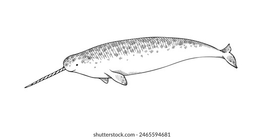 Drawing of a narwhal. Vector illustration of a whale with a horn. Unicorn of the sea in hand-drawn sketch style