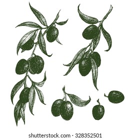 drawing olive branch, olive festival in Spain, olive oil, graphic vector illustration, berries, olives