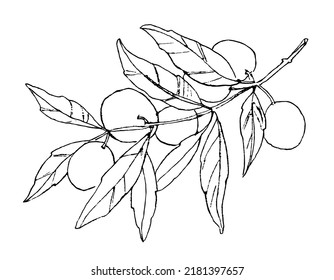 Drawing of Olive Branch with fruits and leaves in outline style. Vector botanical illustration. Black ink engrave