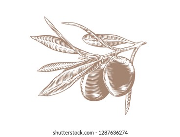 Drawing of olive branch with two black olives and leaves