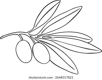 Drawing olives branch. Hand painted floral illustration olive fruit, tree branches, leaves isolated background vector. Drawings food. Edible foliage. For menu, wrapping, card gift wedding stationary