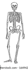 Drawing on paper. Human skeleton standing.