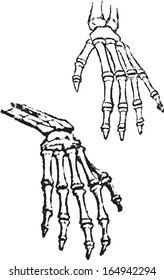 Drawing on paper. Human skeleton hands.