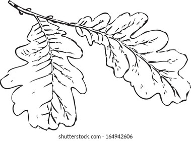 Drawing on paper. Preview oak branches closeup.