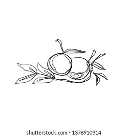 drawing one continuous line of an apples isolated on white background. Set of hand drawn doodle sketches 