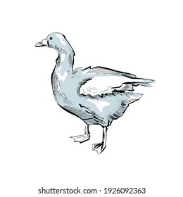 Zeichnung einer Gans. Es steht ruhig und sieht aus.