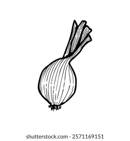 A drawing of an onion on a white background