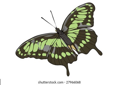 Drawing of a opened winged green butterfly