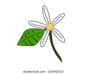 Drawing of an orange blossom, the flower of orange tree with details and green leaf. Beautiful flower isolated on white background. Vector.