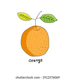 Dibujando naranja. Ilustración vectorial de esbozo de color naranja. Imagen dibujada a mano.