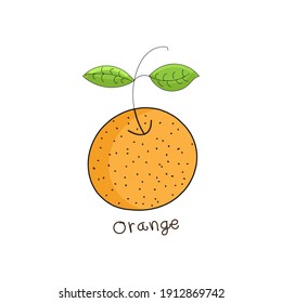 Drawing orange. Orange color sketch vector illustration. Hand-drawn image.