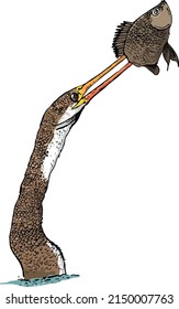 Drawing Oriental darter (Anhinga melanogaster) or snake bird catching big fish in water lake.