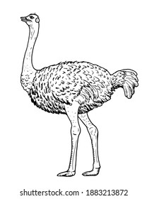 Drawing of Ostrich - hand sketch of flightless bird