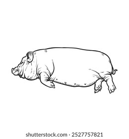 Drawing outline hand drawn of a sleeping pig vector illustration.
