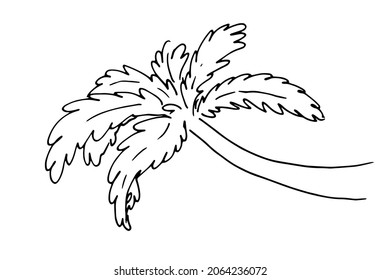 drawing of a palm tree. hand-drawn in the doodle style of a curved palm tree, isolated black outline on a white background for a shalon summer design