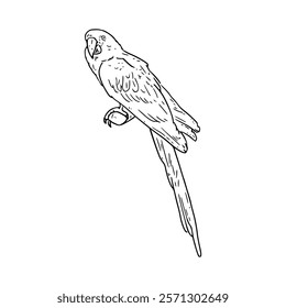 A drawing of a parrot sitting on a branch