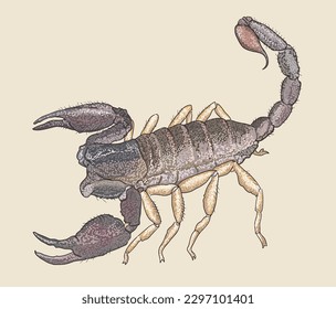 Zeichnen Pazifischer Waldskorpion, Gefahr, groß, art.grafik, Vektorgrafik