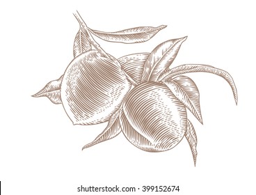 Drawing of peach branch with fruit and leaves