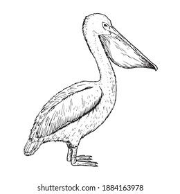 Drawing of pelican - hand sketch of bird