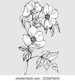 drawing a pencil in gray colors of a branch with flowers and leaves of wild rose