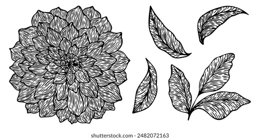 Zeichnung von Pfingstrosenblüte und Blättern. Vektorgrafik handgezeichnete Farbgravur-Illustration.