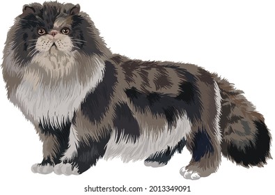 drawing persia peaknose, art.illustration, exotic cat, vector