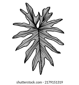 Drawing a Philodendron bipinnatifidum  leaf. Black and white line art. Place it on a white background. Vector illustration